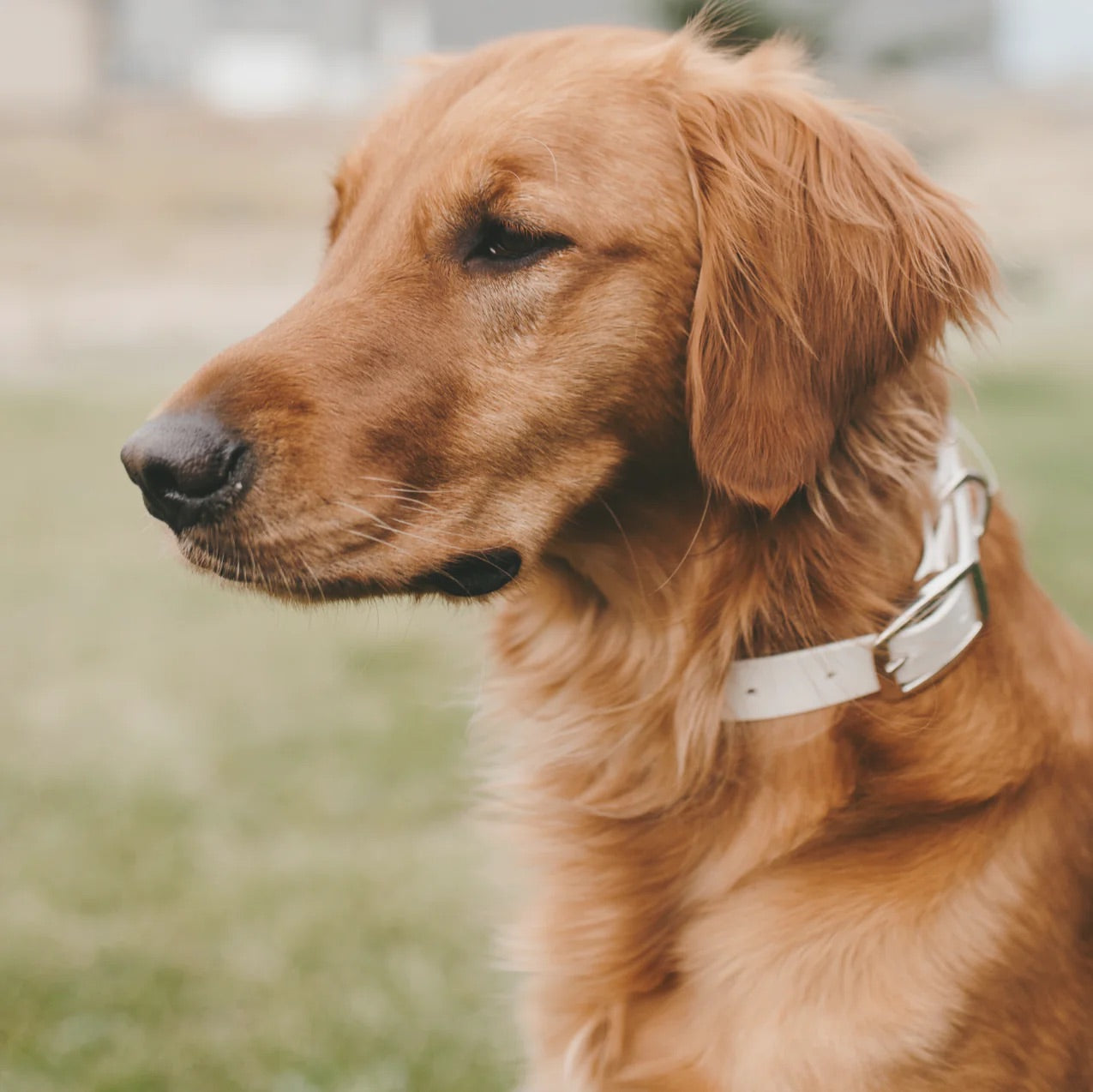 Jema + Jaxx - 1" Classic Buckle Collar | 2 Sizes | Multiple Colour Options