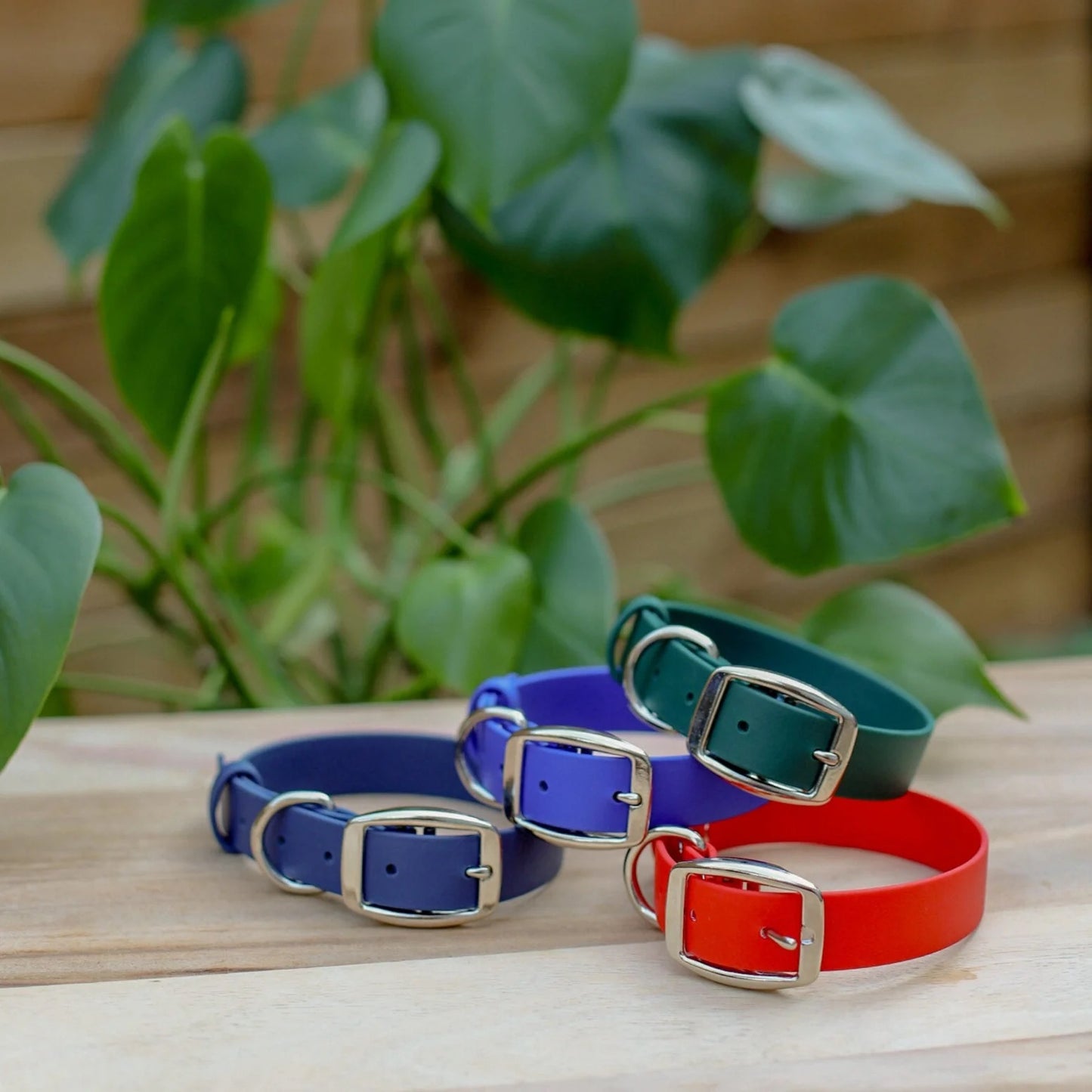 Jema + Jaxx - 1" Classic Buckle Collar | 2 Sizes | Multiple Colour Options