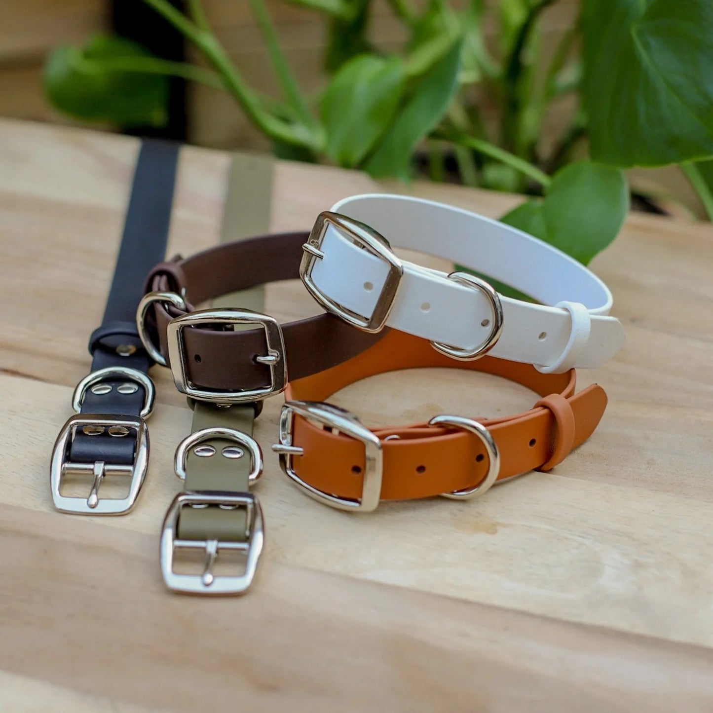 Jema + Jaxx - 1" Classic Buckle Collar | 2 Sizes | Multiple Colour Options