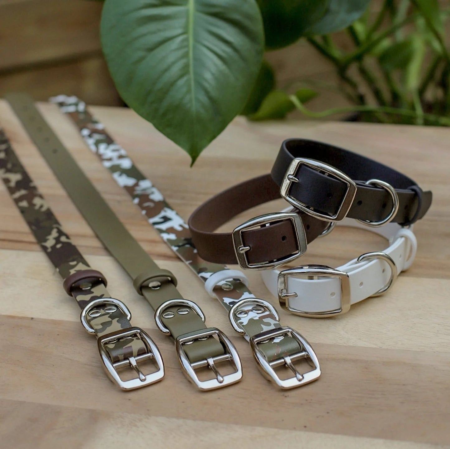 Jema + Jaxx - 1" Classic Buckle Collar | 2 Sizes | Multiple Colour Options