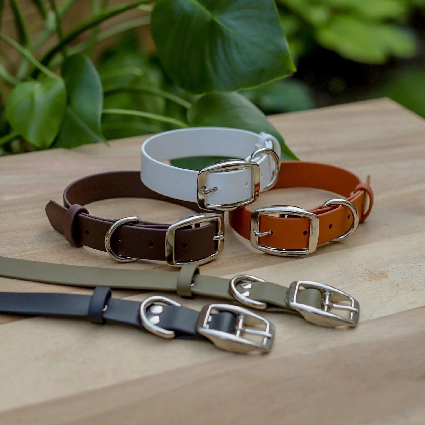 Jema + Jaxx - 1" Classic Buckle Collar | 2 Sizes | Multiple Colour Options