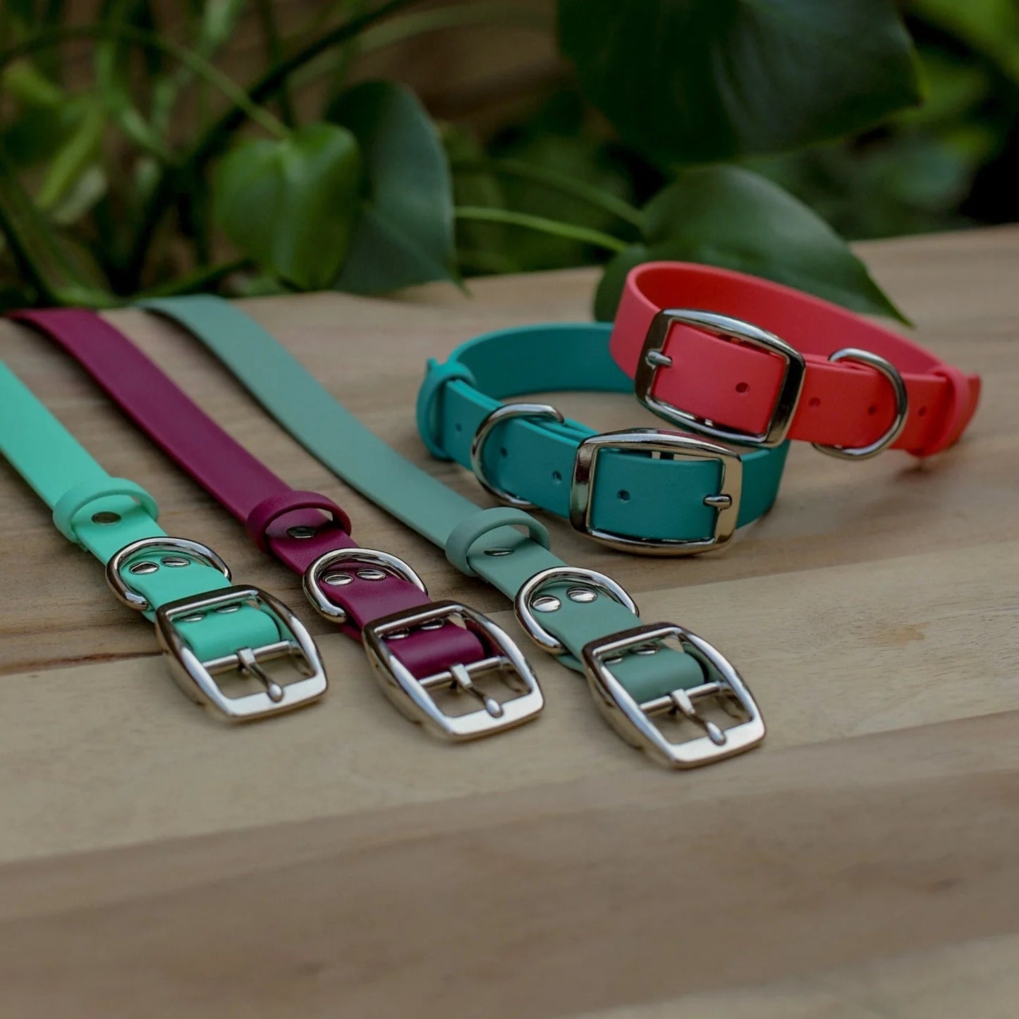 Jema + Jaxx - 1" Classic Buckle Collar | 2 Sizes | Multiple Colour Options